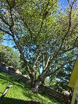 GMaya Tree Service & Landscaping LLC photo 5