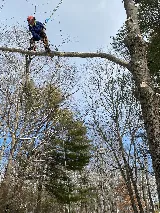 207 Landscaping Tree Service, LLC photo 2