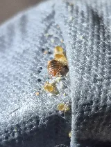 Ratchet Roach Pest Control photo 2