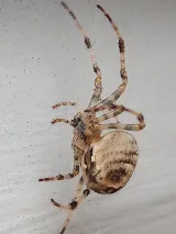 Home-Tite Pest Control & Proofing