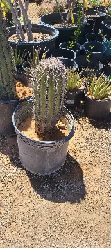 Decorative Landscape Materials Llc photo 7