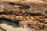 Orkin Canada Pest Control photo 5