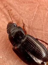 Major Pest Control Edmonton Inc photo 10