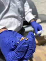natura pest control photo 6
