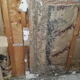 All American Pest Services photo 3