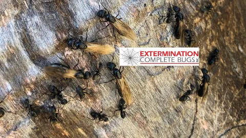 Extermination Complete Bugs Longueuil in Longueuil