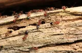 Nexus Pest Solutions photo 8
