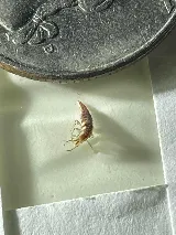 Get'm Pest Control & Exterminator In Jersey City photo 2