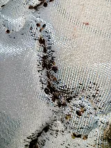 Just Bedbugs Pest Control Inc. photo 4