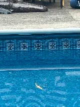 Sweetwater Pool Service photo 5