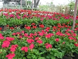 Scherz Landscape Co photo 6