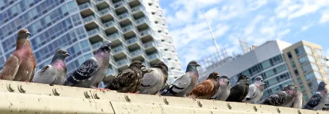 Atlas Pest And Wildlife Control Ltd photo 1