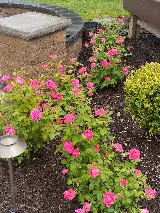 Gasparini Landscaping Company, Inc. photo 7