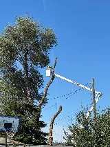 Sam's Tree & Landscape, LLC photo 4