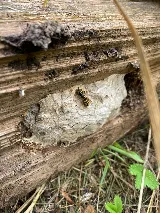 The Bug Man and Queen Bee photo 7