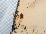 Pestlink Pest Control Edmonton Inc photo 4