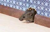 BugsBeGone Pest Services