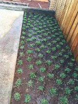 Cheapest Yard Service photo 7