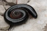 BugMaster Pest Control photo 10