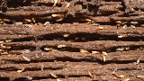 Pest Ops Pest Control photo 5