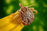 Best Pest Control Billings photo 6