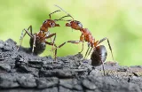 Evolve Pest Control photo 7