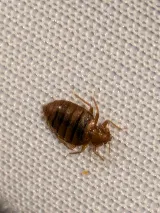 Dragon Pest Control photo 8