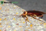 Nature Shield Pest Solutions photo 2