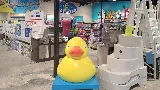 Ducky's Pools, Hot Tubs & Living photo 2