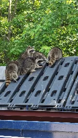 Done Right Pest and Wildlife Control