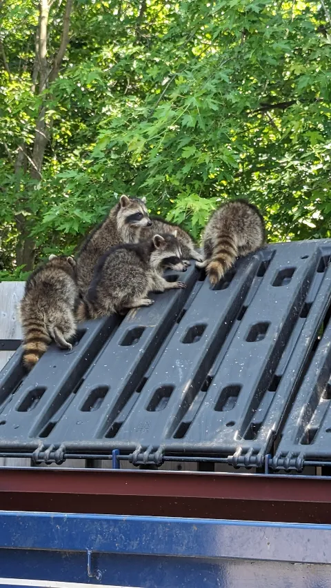 Done Right Pest and Wildlife Control photo 1