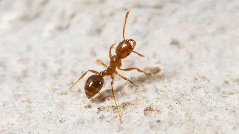 Central Arkansas Pest Services photo 1