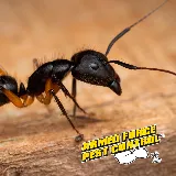 Armed Force Pest Control photo 4