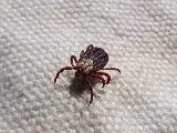 All Star Pest Control photo 6