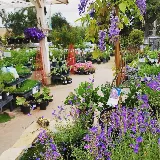 El Plantio Nursery & Landscaping photo 5