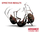 Advance Pest Control photo 5