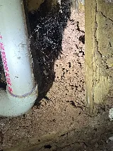 Truly Nolen Pest & Termite Control photo 7