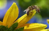Sage Pest Control photo 6