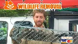 Paterson Wildlife Control