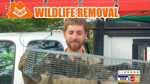 Paterson Wildlife Control photo 1