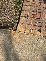 Absolute Best Pest Control Columbia photo 6