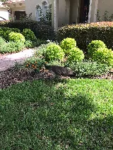 McCall Pest & Wildlife - Tampa photo 6