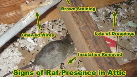 BACK BAY PEST & MOSQUITO photo 1