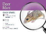 Q.A.P Pest control Richmond hill photo 3