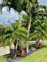 Hawaii Harmony Gardens Landscaping photo 3
