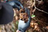 Go-Forth Pest Control photo 6