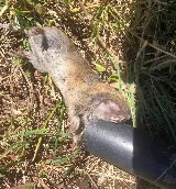 BugAbate Exterminators photo 3