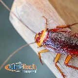 Uni-Tech Pest Control photo 5