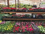 Bloom Landscaping