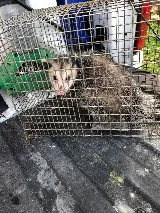 McCall Pest & Wildlife - Orlando photo 6